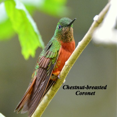 Chestnut-breasted Coronet